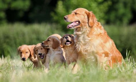 14 Criteria For Finding a Good, Reputable Dog Breeder