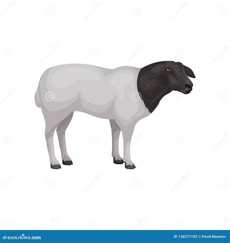 Dorper Sheep Stock Illustrations – 19 Dorper Sheep Stock Illustrations ...