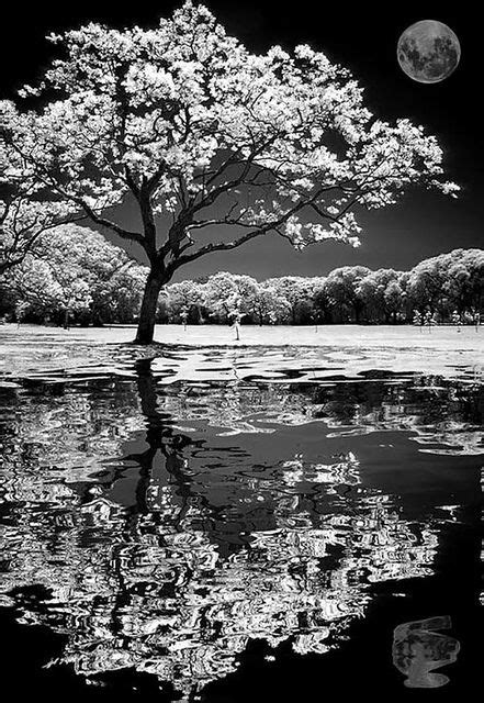 Nature's Reflection | White photography, Art photography, Beautiful ...