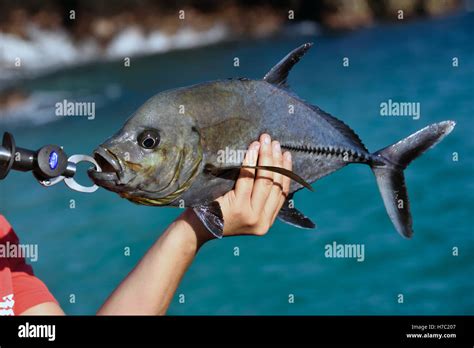 A Black Jack fish (Caranx lugubris) caught from the beach in Stock ...