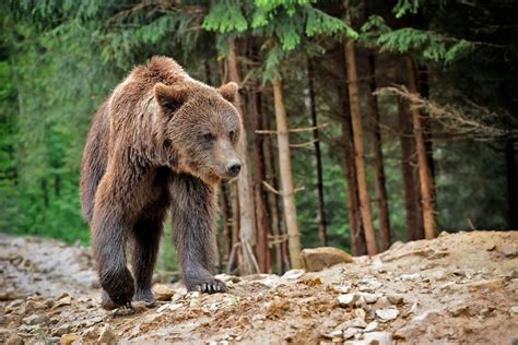 Status of bears in the Alps - Dolomiti Premiere - Summit of passions