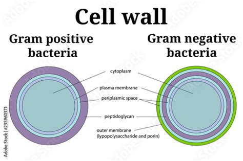 "Bacteria cell wall illustration. Gram positive and gram negative cell ...