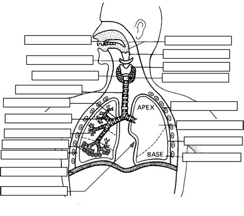 Respiratory System – The Internet’s Best Anatomy & Physiology Tutorial ...