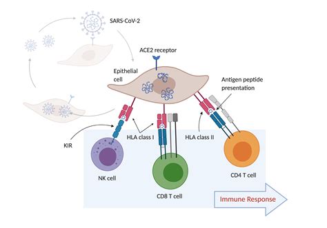 COVID-19 | The Hollenbach Lab