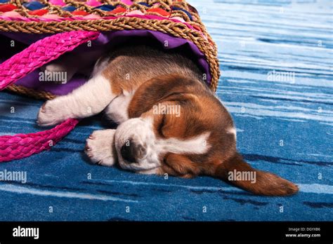 Sleeping Beagle puppy Stock Photo - Alamy