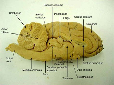 Nervous System Lesson | Brain anatomy, Nervous system anatomy, Nervous ...