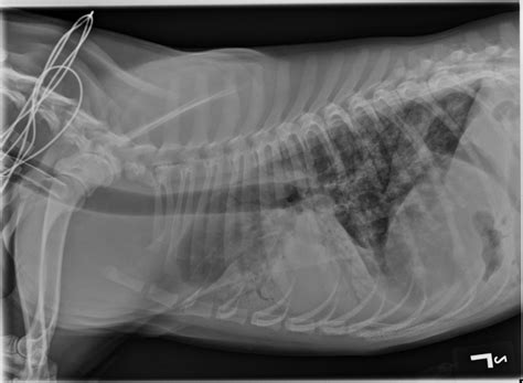 VETgirl Online Veterinary CE Vet Tech Webinar Amy Newfield Pneumonia: Understanding & Treatment ...