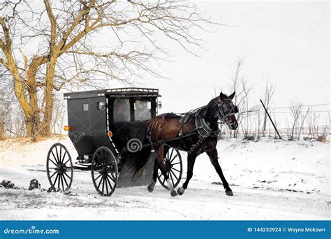 Amish horse and buggy stock photo. Image of blinders - 144232924