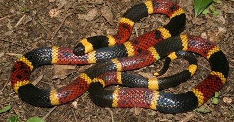 WILD ABOUT TEXAS: Coral snake usually not a biter