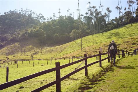 Trekking in Cocora Valley. Los Nevados National Natural Park. Quindio Department. Colombia ...