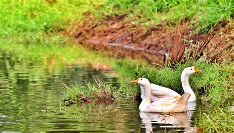 8 Wildlife Sanctuaries In Andhra Pradesh To Visit In 2023