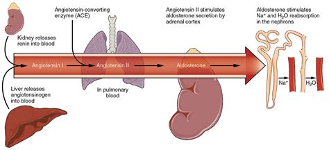 Difference Between Angiotensin 1 and 2 | Compare the Difference Between Similar Terms