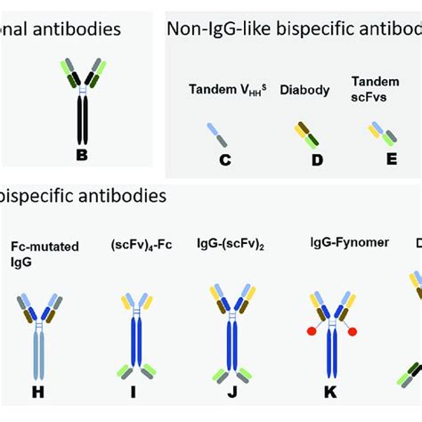 8721 PDFs | Review articles in BISPECIFIC ANTIBODIES