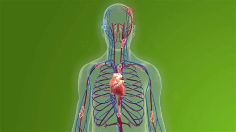 Animation of blood circulation and physiology of the heart ...