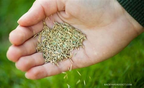 Best Bermuda Grass Seed: Reviews and Tips for 2022 | Backyard Addict