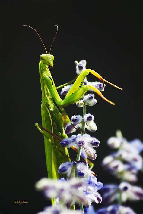 Praying Mantis on Flower Photograph by Christina Rollo - Pixels