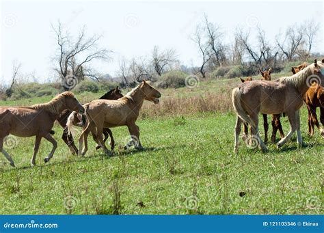 Horse, Equine, Nag, Hoss, Hack, Dobbin Stock Photo - Image of head, arabian: 121103346