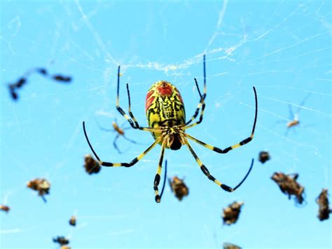 9 Photos Of The Asian Joro Spider That Could Spread To East Coast | Across America, US Patch