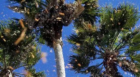 7 Palm Tree Diseases in Florida: Palm Disease Causes & Signs