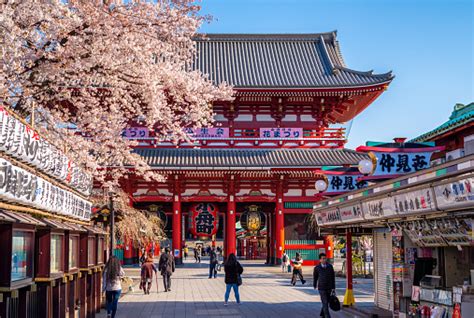 Cherry Blossom Sakura At Sensoji Temple In Asakusa Tokyo Japan Stock Photo - Download Image Now ...