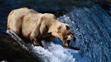 Wallpaper : waterfall, fish, wildlife, fishing, Grizzly bear, spray, brown bear, hunting, fauna ...