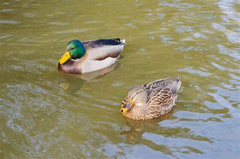 Urban Wildlife Guide: Dabbling Ducks