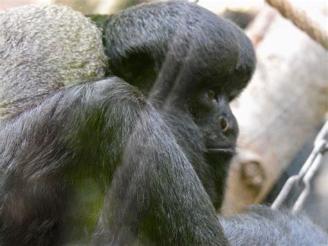 Black Bearded Saki | SIMILAR BUT DIFFERENT IN THE ANIMAL KINGDOM