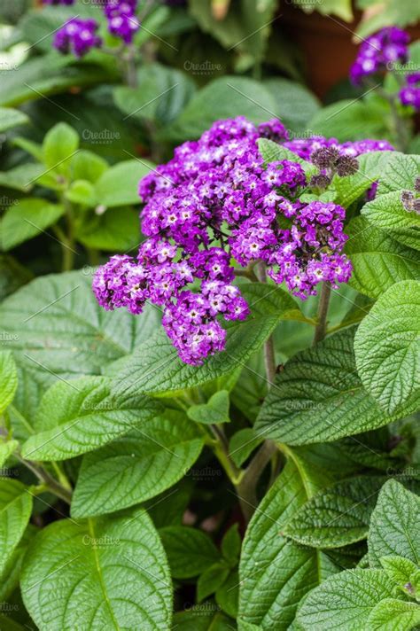 Heliotrope flower in bloom | Nature Stock Photos ~ Creative Market