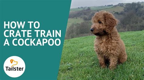 How To Crate Train A Cockapoo
