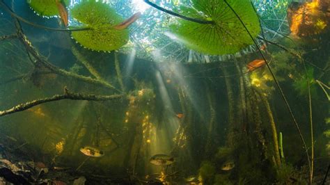 Here’s how some sea-loving trees ended up far from the coast