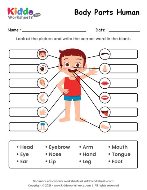 Aggregate more than 160 draw body parts worksheet latest - seven.edu.vn