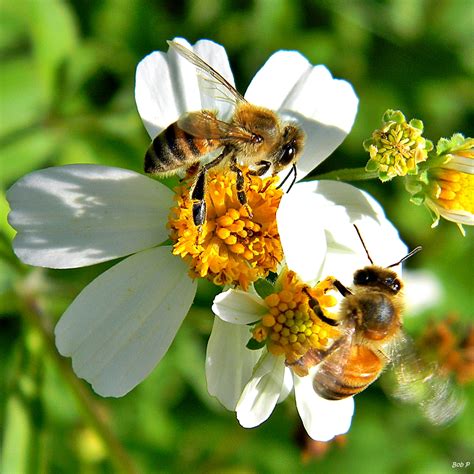 Here Be Bees | Wild honey bees have been surprisingly abunda… | Flickr