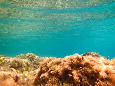 Seabed Underwater Free Stock Photo - Public Domain Pictures