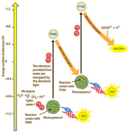 Non-cyclic Electron Transport in Photosynthesis | Photosynthesis ...