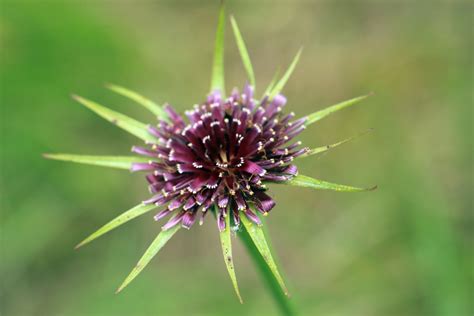 Free Images : nature, flower, herb, botany, blue, flora, wildflower ...