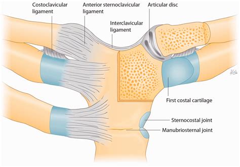 Sternoclavicular joint - Rohit Dhawan, Rohit Amol Singh, Bernhard Tins, Stuart M. Hay, 2018