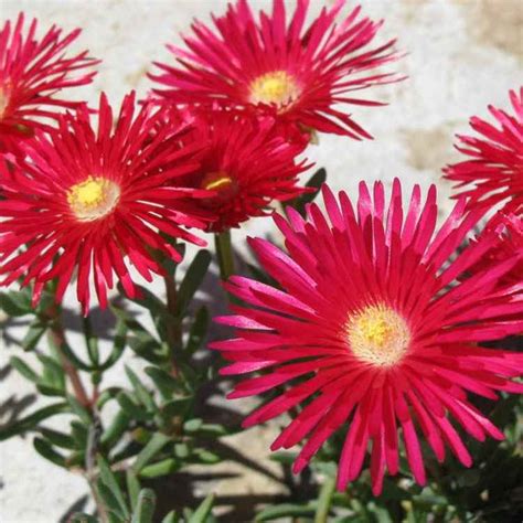 Ice Plant Drought Tolerant Dorotheanthus Gelato Red Ground Cover Plant Seed