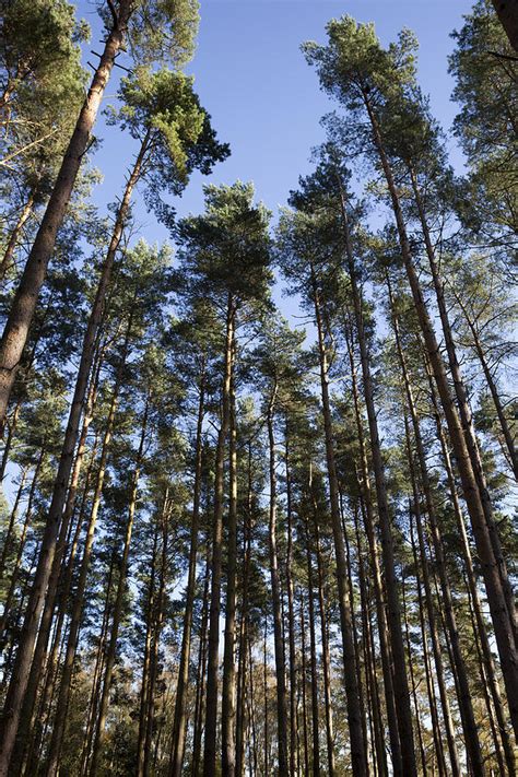 Tranquil Forest Photograph by Gillian Dernie