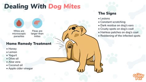 Types Of Dog Mites And How To Treat Them PetHonesty, 40% OFF