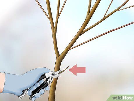 How to Prune a Dogwood: An Expert Trimming Guide