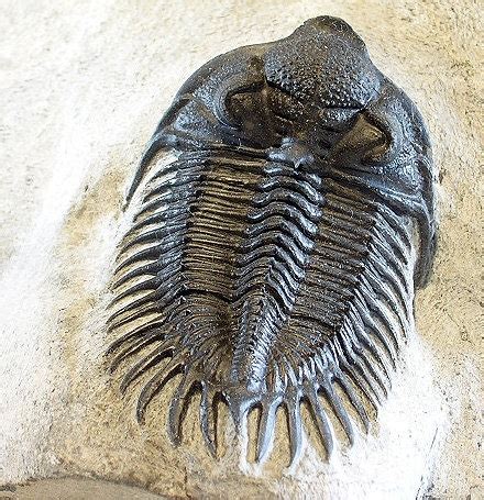 FOSSIL trilobite | Trilobite fossil, Fossil, Trilobite