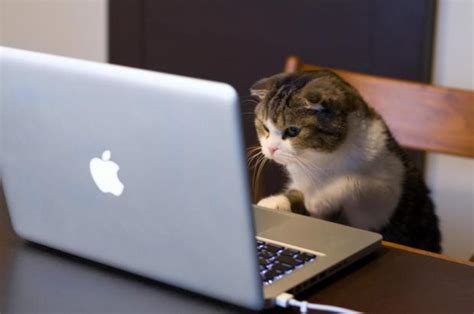 Cat using computer Meme Generator