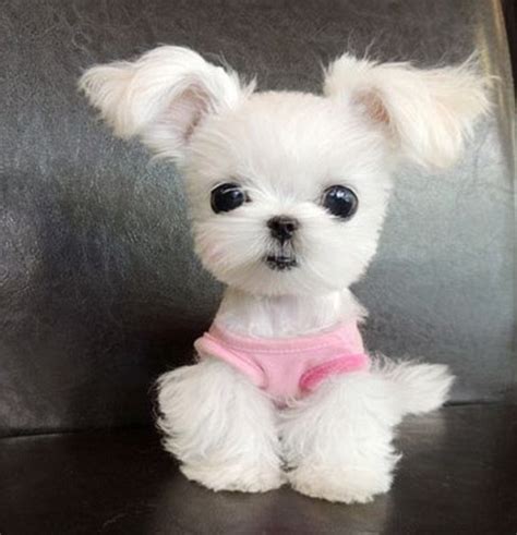 Is this the cutest Internet puppy ever? | World cutest dog, Cute dogs ...