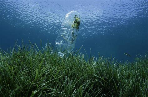 Study Details Plastic Pollution's Brutal Impact on Bay Life ...