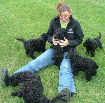 Barbet dog breeders and information in Canada - CanaDogs