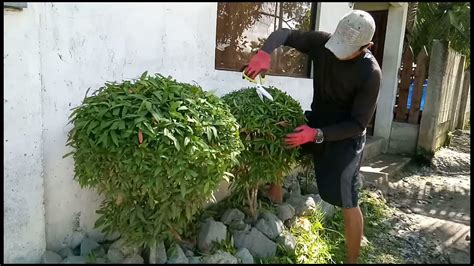 How to care and trim the Eugenia plants - YouTube