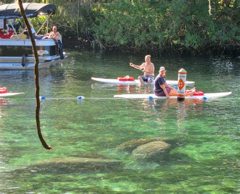 Crystal River manatees: See manatees, even swim with them