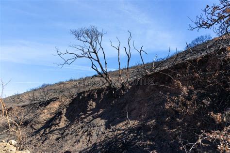 Wildfire Aftermath and Burn Area Stock Photo - Image of area, california: 133316884