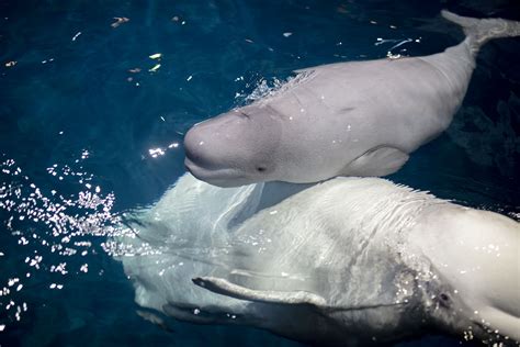 Here's Every Free Day At The Shedd Aquarium In 2020