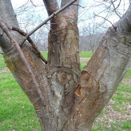 Chestnut blight | Nuts | Fruit and nut diseases | Plant diseases | Biosecurity | Agriculture ...